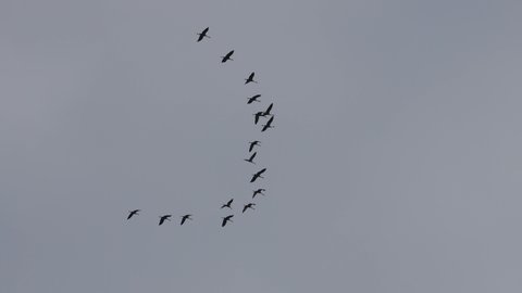A Formation of migratory cranes