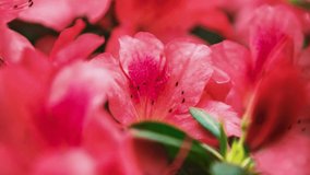 Exotic pink Rhododendron flowers grow in botanical garden.Beautiful Pinxterbloom Azalea flower growing in park.Decorative Labrador Tea plants.Rare plant filmed in botanical garden in close up 4K video