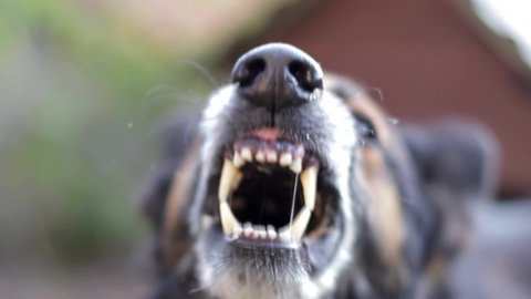Close up of an evil dog barking. German shepherd guard