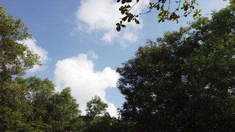 Look Up View in Tropical Forest Background. Blue Sky, Clouds and Shining Sun.