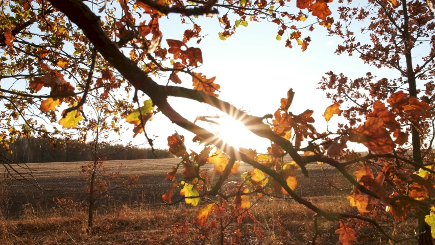 Beautiful bright sunset through oaks with fallen leaves in the autumn oak forest during leaf fall