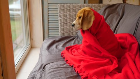 Amusing young beagle cocooned in red blanket sit against window, watch out with attention. Cute dog stay at country home, warm up after running and playing outdoors, cool autumn season at Europe