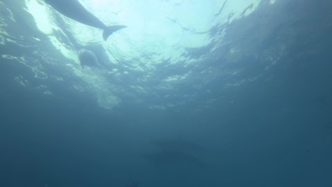 Group of Bottlenose Dolphins swims in the blue water