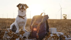 Dog Jack Russell Terrier stands near tourist backpack on volcanic rock with yellow moss at sunset in summer, look around on large plateau of windy park with rotating wind turbines. Pet on walk