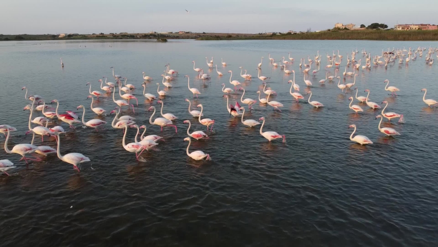 Slowmotion video of a flock of Pink Flamingos walking in the waters of Vendicari Natural reserve, Sicily, Italy