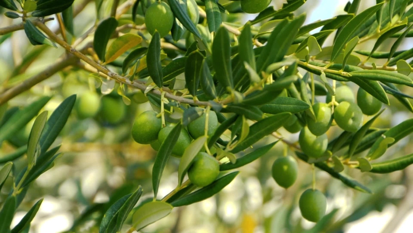 Olive tree with green ripe olives in an olive garden. Green olive tree lit by the rays of the sun, gently swinging in the wind. Slow motion footage Royalty-Free Stock Footage #1060917949