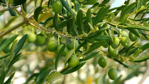 Olive tree with green ripe olives in an olive garden. Green olive tree lit by the rays of the sun, gently swinging in the wind. Slow motion footage