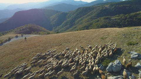 Aerial view of herd of domestic sheeps at autumn in Bulgaria mountains