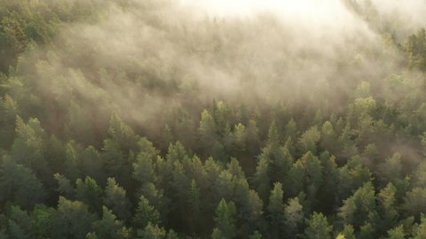 Moring mist & fog rolling in over pine tree forest, aerial footage from above