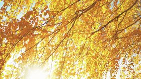 Video of autumn trees with yellow leaves on a sunny warm day.