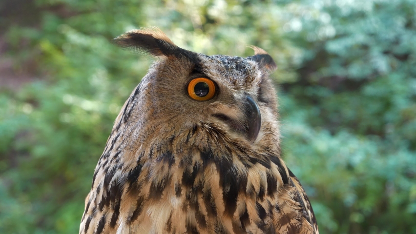 Jenny eagle owl look at the camera Royalty-Free Stock Footage #1060926100