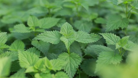  Nettle with fluffy green leaves. Background Plant nettle grows in the ground. Nettle on a natural background