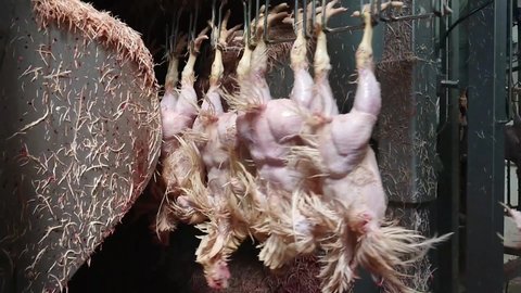 Plucking chickens in an industrial poultry slaughterhouse