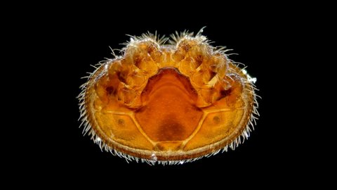 Parasitic mite Varroa under the microscope. Family: Varroidae. Lives on Apis honey bees, causing varroatosis. Causes developmental defects
