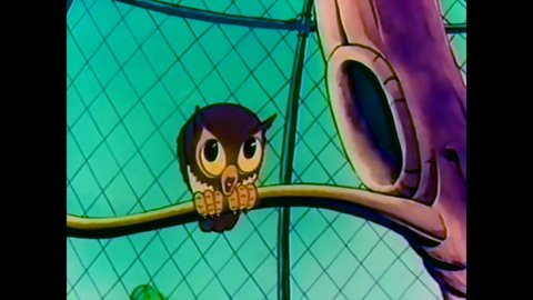 CIRCA 1939 - In this animated film, owls, parrots, and ostriches are seen at a zoo as well as a jail bird and stool pigeon.
