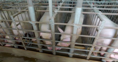 Pigs or swines at domestic animal farm, piggery. Farmhouse at modern meat production plant. Many fat piglets in the cages show their snouts and snif. Pork. food production factory, tracking