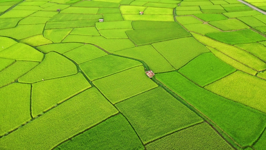 Aerial view of agriculture in paddy rice fields for cultivatio, agricultural land with green in countryside, Agriculture concept growing rice plants in nan province, Thailand. Nature Aerial footage Royalty-Free Stock Footage #1060933951