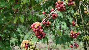 Video clip coffee red beans tree. Farm garden coffee