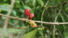 Video clip coffee red beans tree. Farm garden coffee