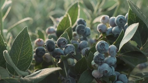 Fresh and ripe organic blueberries grow in a garden on a summer day. Blueberry crop before harvest. Close up 4k