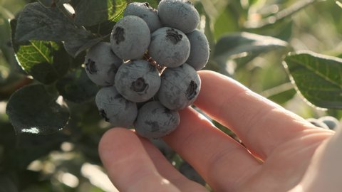 Man's hand picks blueberries against the sunset. Fresh and ripe organic blueberries grow in a garden on a summer day. Blueberry crop before harvest. Close up 4k