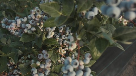 Panoramic camera move through rich harvest crop blueberry bush. Fresh and ripe organic blueberries grow in a garden on a summer day. Blueberry fruit before harvest 4k