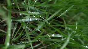 Close up drops on green grass. Rainy day weather. Vertical video. 