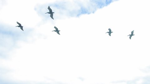 Flock of pelicans in the sky, Pelicans in the sky over the ocean slow motion