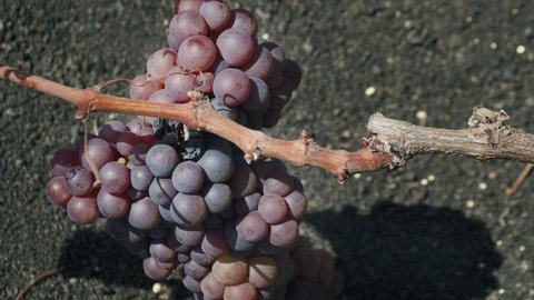 Close-up shot of grapes bunch grown on the vine planted in volcanic ashes. La Geria vineyard, Lanzarote