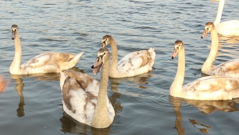 Swans in the lake. A family of birds. Floating birds