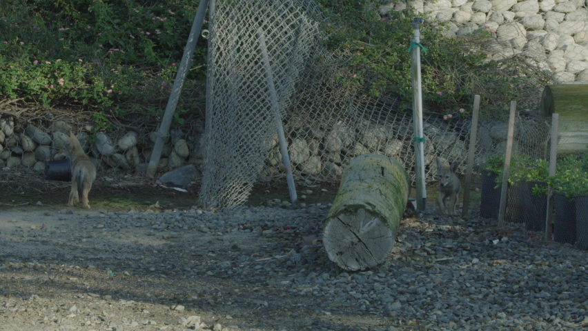 2 Coyote Pups One Climbs on Log Static