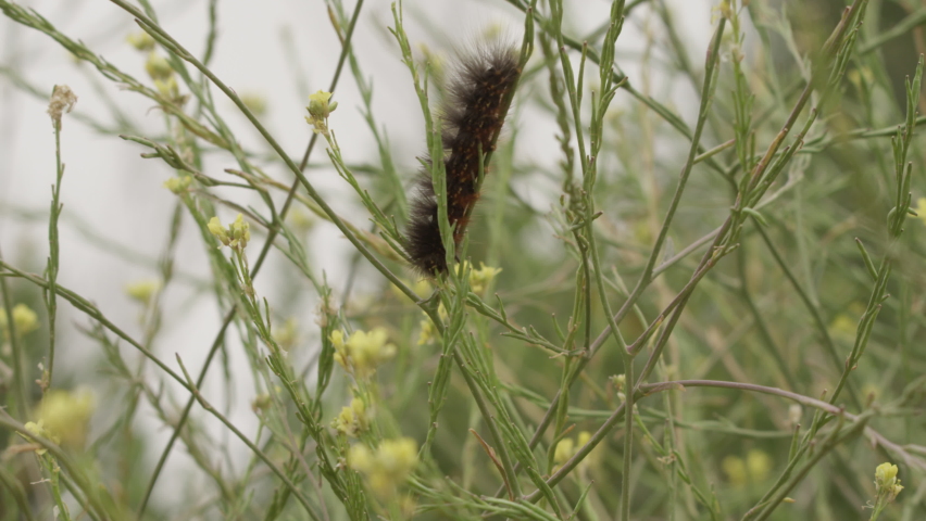 Caterpillar Feeding on Leaf Wide Shot