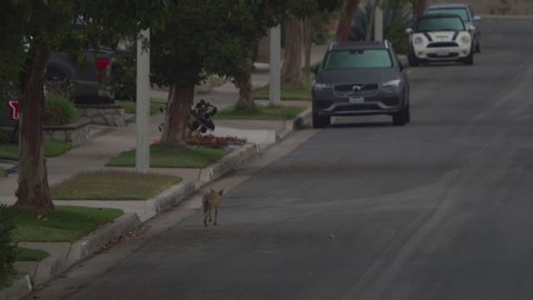 Coyote On City Street in Neighborhood