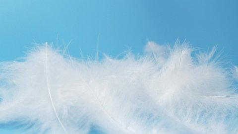 Slow motion of white fluffy feathers falling and flying over blue background