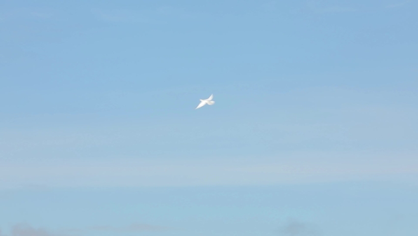 A lonely dove flies in the blue sky. The sky is clear and clean without clouds. The white dove quickly soars into the sky, a symbol of freedom and will. Royalty-Free Stock Footage #1060958311