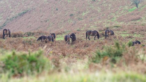 Exmoor ponies in the bracken at Autumn time