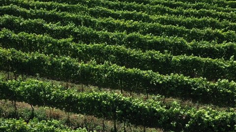 aerial view of green wine vineyards in portugal
