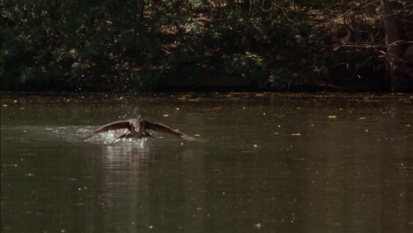 Cormorant (lat. Phalacrocorax) trying to take off. They live on the sea coasts of continents and Islands, as well as on the banks of rivers, lakes