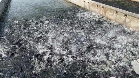 Tilapia Fish are eating feeds in the pond 