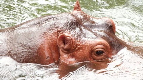 Hippopotamus enjoying submerge and pop up on the water's surface.
