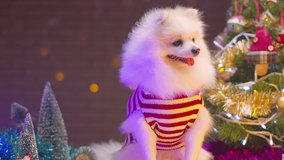 cute pretty white pomeranian lap dog sit relax with christmas tree and festive decorative object celebration festival animal pet concept - Powered by Shutterstock - Get 15% off with code: PIKWIZARD15