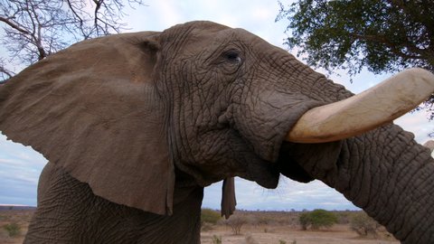 Low angle close up on African elephant bull with massive tusksing across frame, grazing on savanna in slow motion