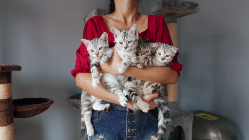 four Kittens being held by women. Woman Holding four Kittens. Woman holding a cat. girl with a cat in her arms. Royalty-Free Stock Footage #1060975948