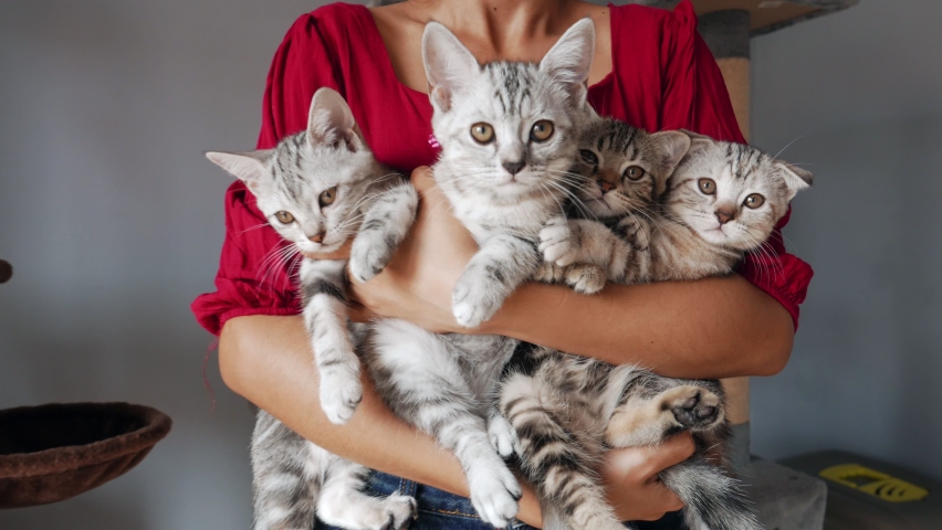 four Kittens being held by women. Woman Holding four Kittens. Woman holding a cat. girl with a cat in her arms. Royalty-Free Stock Footage #1060975948