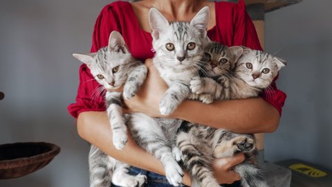 four Kittens being held by women. Woman Holding four Kittens. Woman holding a cat. girl with a cat in her arms. - Βίντεο στοκ