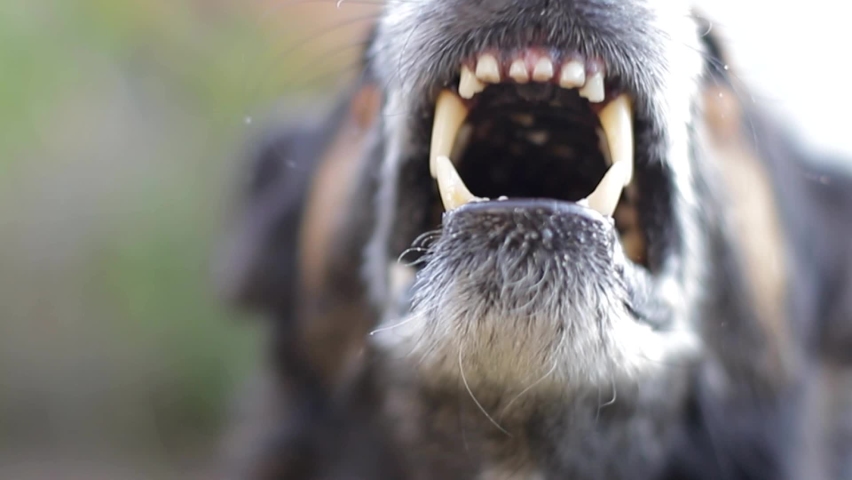 Close up scary dog growls and looks at us. Royalty-Free Stock Footage #1060978369