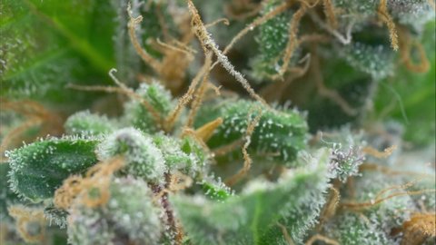 Cannabis close up, macro view, dry time lapse