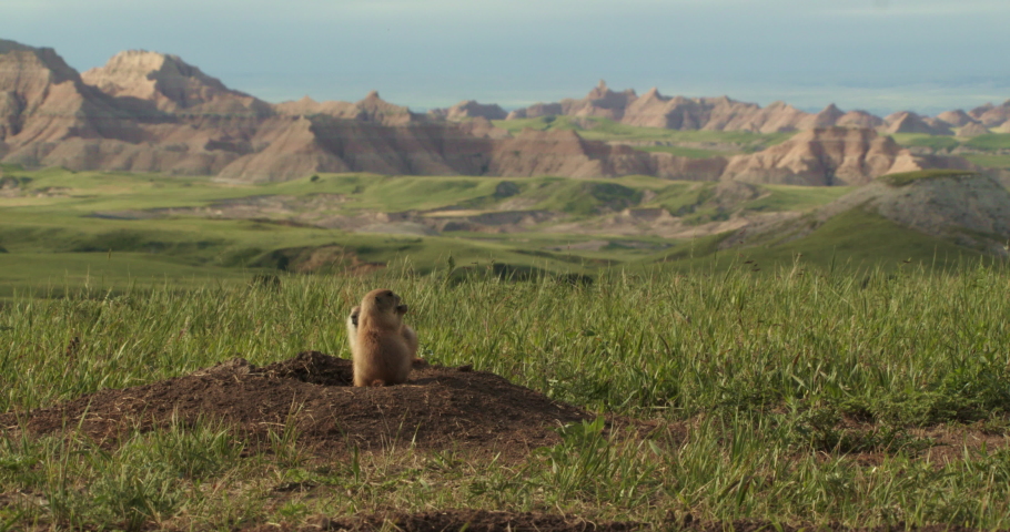 Footage of two black-tailed prairie dogs, South Dakota, USA