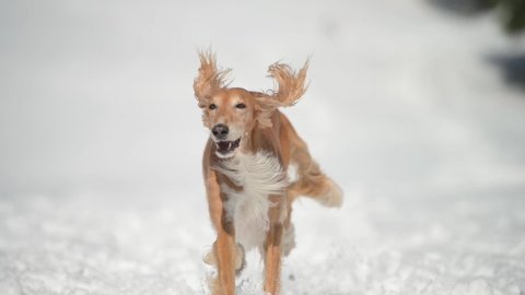 Sighthound Saluki dog running on snow towards camera in slow motion