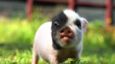baby potbelly piglet smiling at camera in grass